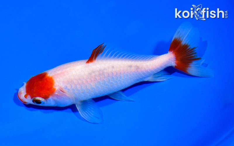 4.75" WAKIN GOLDFISH