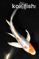 5.75" GINRIN HEISEI NISHIKI BUTTERFLY