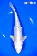 9.75" LEATHER PLATINUM OGON
