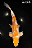 12.75" ARAGOKE OCHIBA SHIGURE