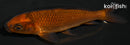 4.25" CHAGOI