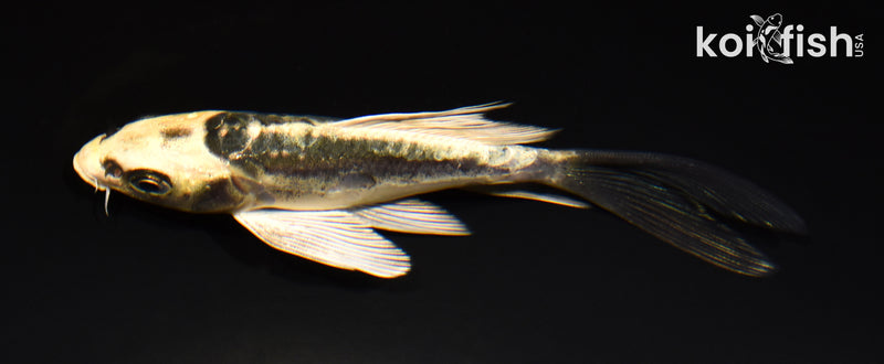 5" KIN KIKOKURYU BUTTERFLY