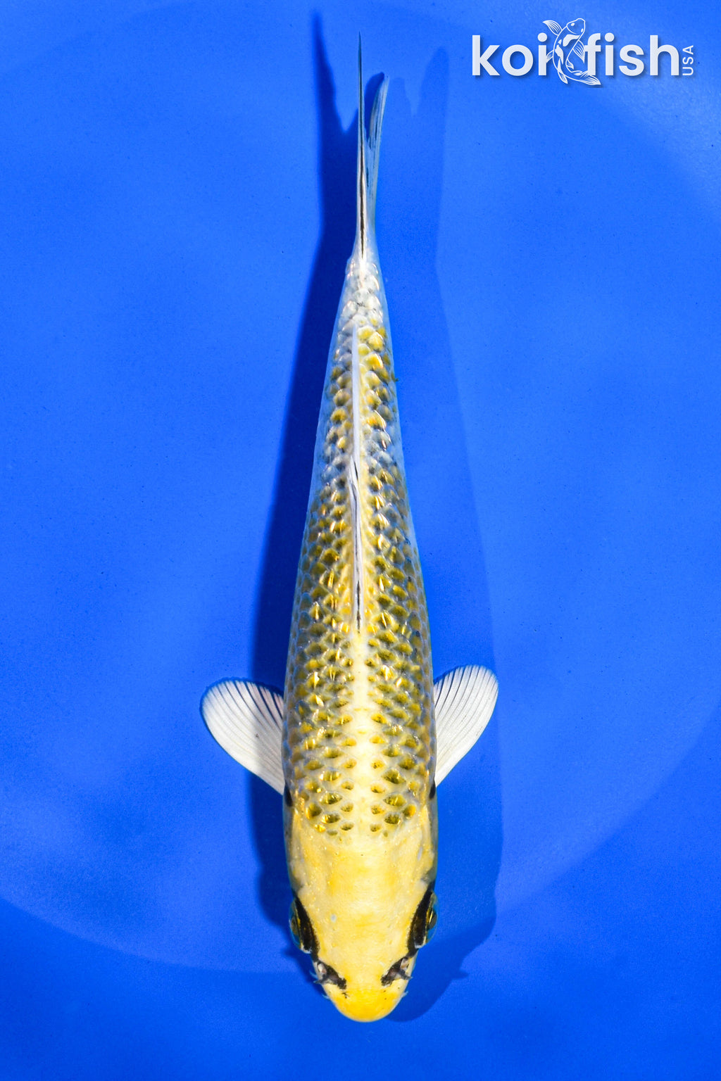 Normal Koi Affordable Standard Koi - Beautiful & Healthy – Tagged