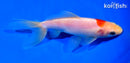 6.25" WAKIN GOLDFISH