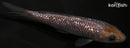 4.25" GINRIN SORAGOI