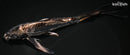 9.75" BENI KIKOKURYU BUTTERFLY