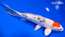 8" YAMATO NISHIKI