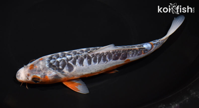 8.25" ARAGOKE SHUSUI