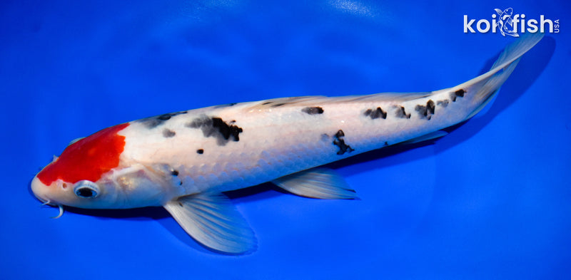 11.75" TANCHO SANKE