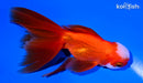 5.5" ORANDA GOLDFISH