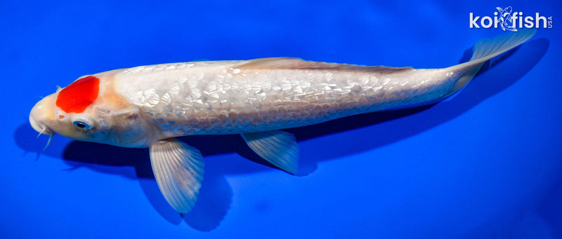 11.5" GINRIN TANCHO KOHAKU
