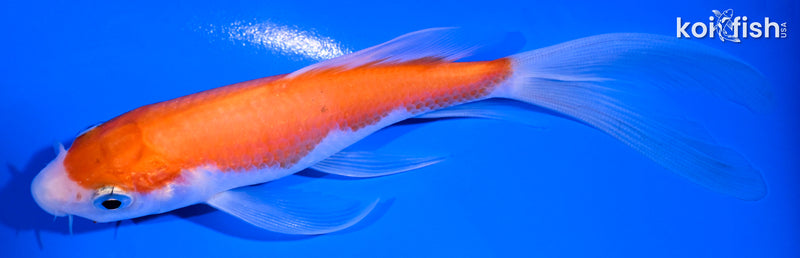 5.5" KOHAKU BUTTERFLY
