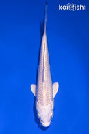 5.25" PLATINUM OGON