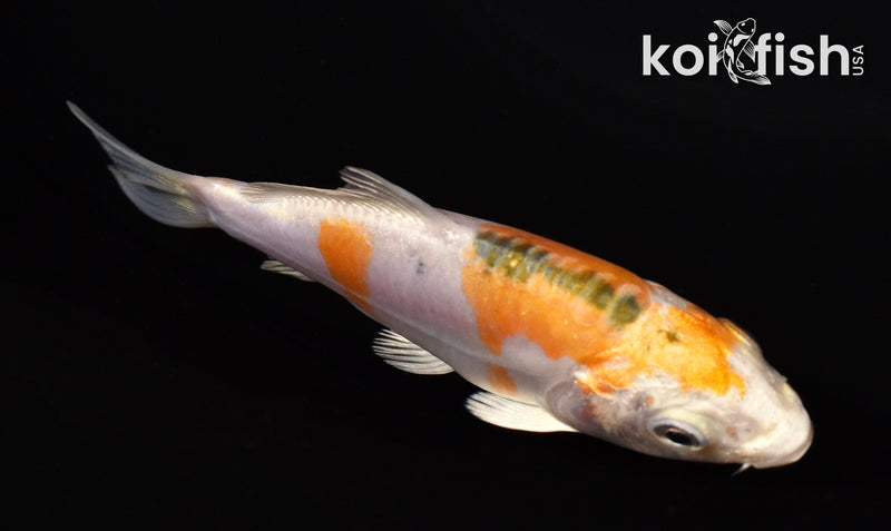 3.75" HEISEI NISHIKI