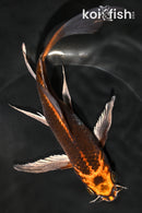 7.75" BENI GINGA BUTTERFLY