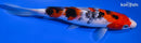 7.75" SANKE