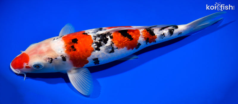 13.25" GINRIN SANKE
