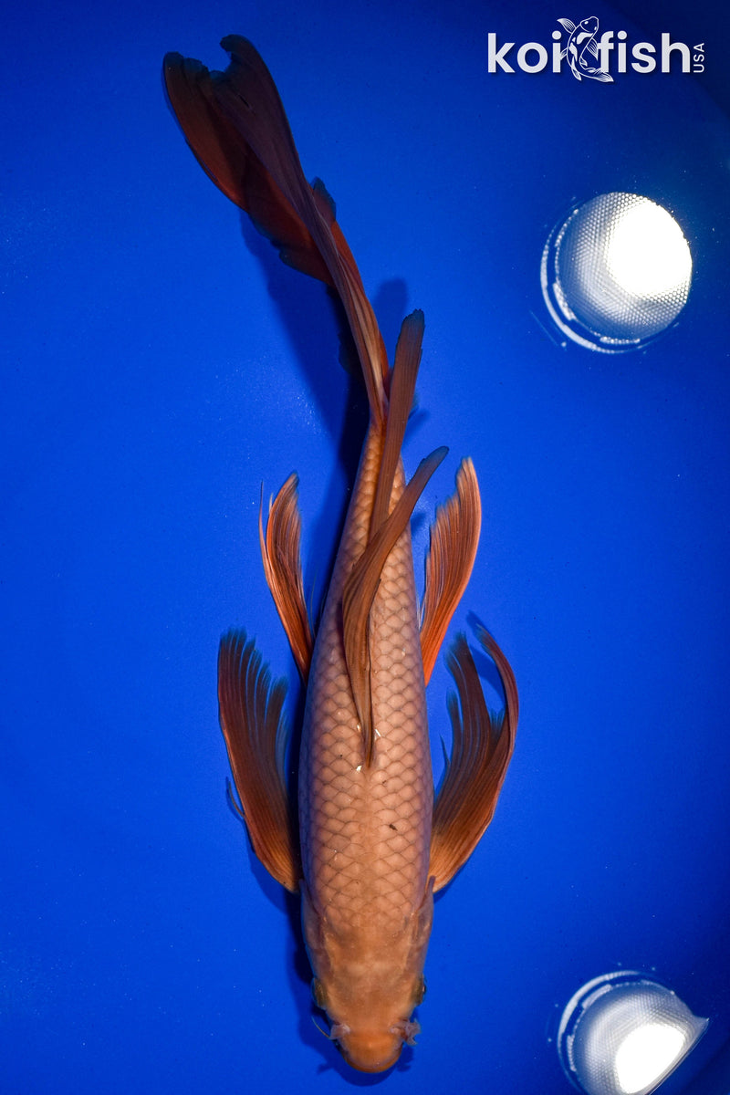 14.25" CHAGOI BUTTERFLY