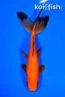 6.25" WATONAI GOLDFISH