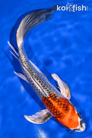 9.5" BENI GINGA BUTTERFLY