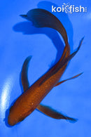 5.5" CHAGOI BUTTERFLY