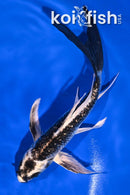 6.75" GINRIN GIN MATSUBA BUTTERFLY