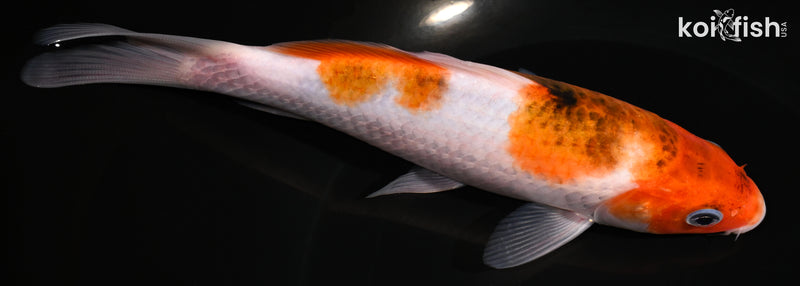 7" GOROMO