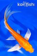 5.5" ARAGOKE ORENJI OGON BUTTERFLY