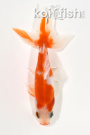 4" WATONAI GOLDFISH