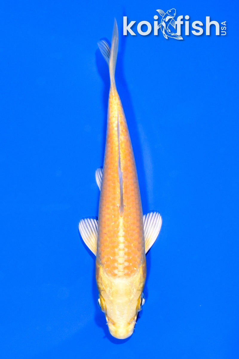 5.25" YAMABUKI OGON