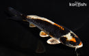 5.75" BENI GINGA