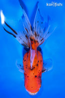5.25" CALICO ORANDA GOLDFISH