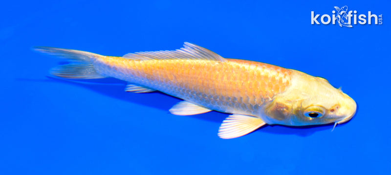 5.25" YAMABUKI OGON