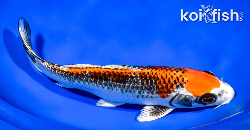 8.5" BENI GINGA