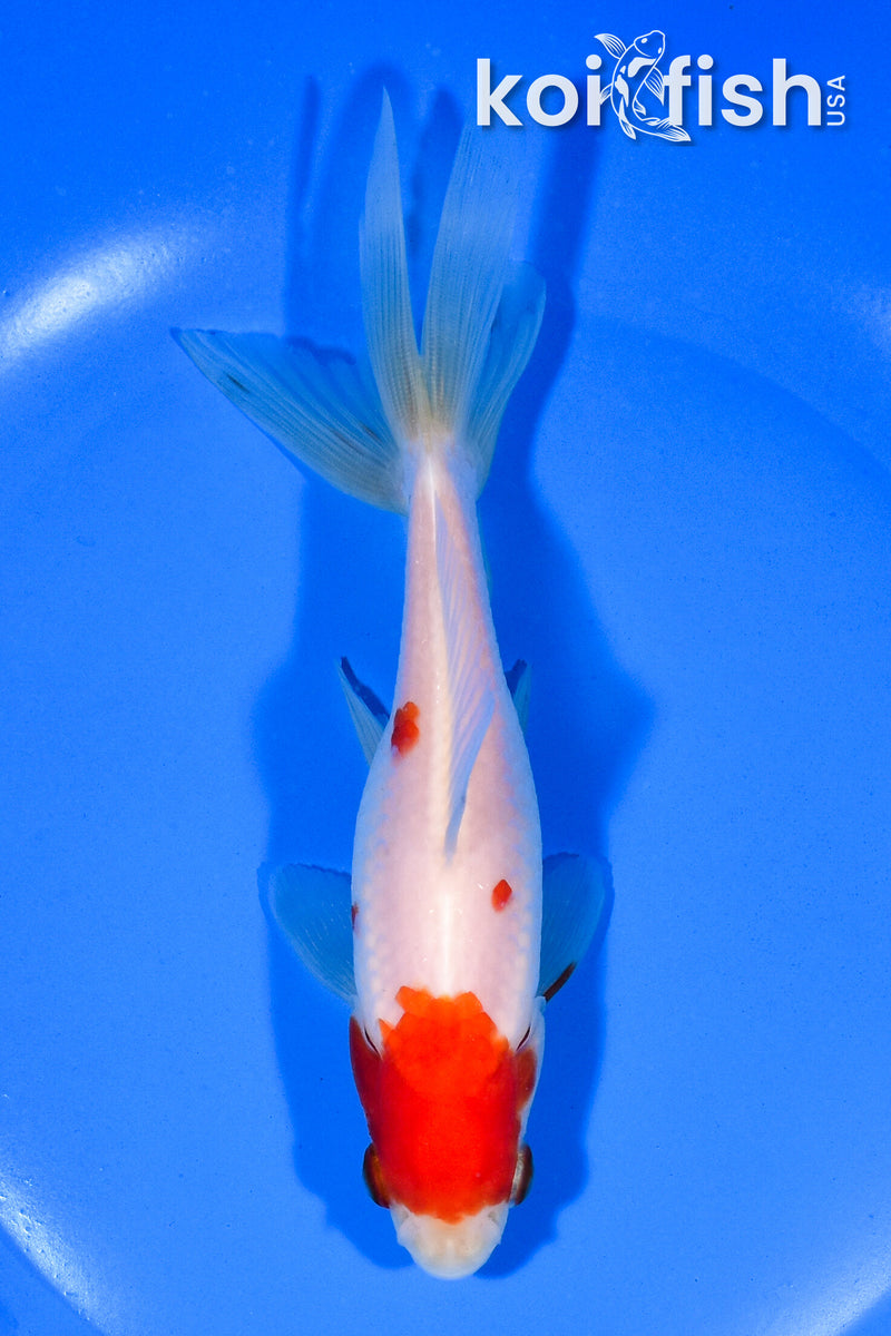 5.75" SARASA WAKIN GOLDFISH