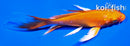 4" ORENJI OGON BUTTERFLY