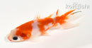 4" WATONAI GOLDFISH