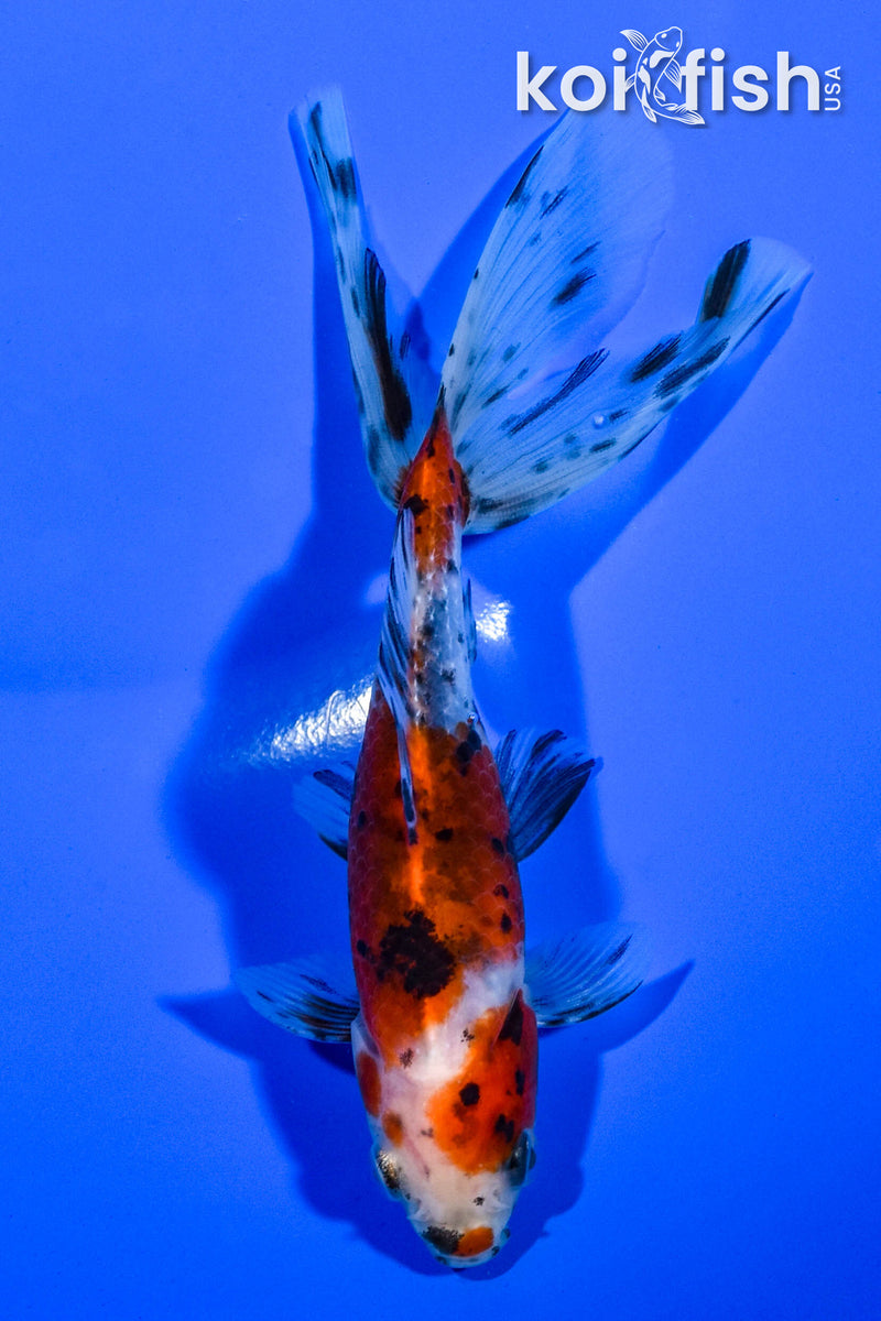 5.25" WAKIN GOLDFISH