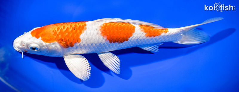 8.5" HARIWAKE