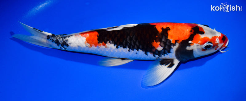 12.5" SHOWA