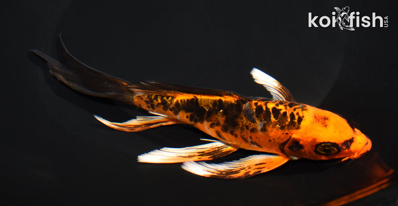 7.25" ARAGOKE BENI KIKOKURYU BUTERFLY