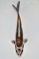 6.5" BENI KIKOKURYU
