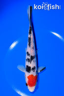 7.25" SANKE