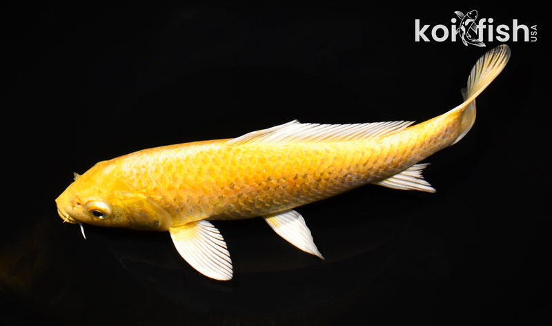 9.5" YAMABUKI OGON