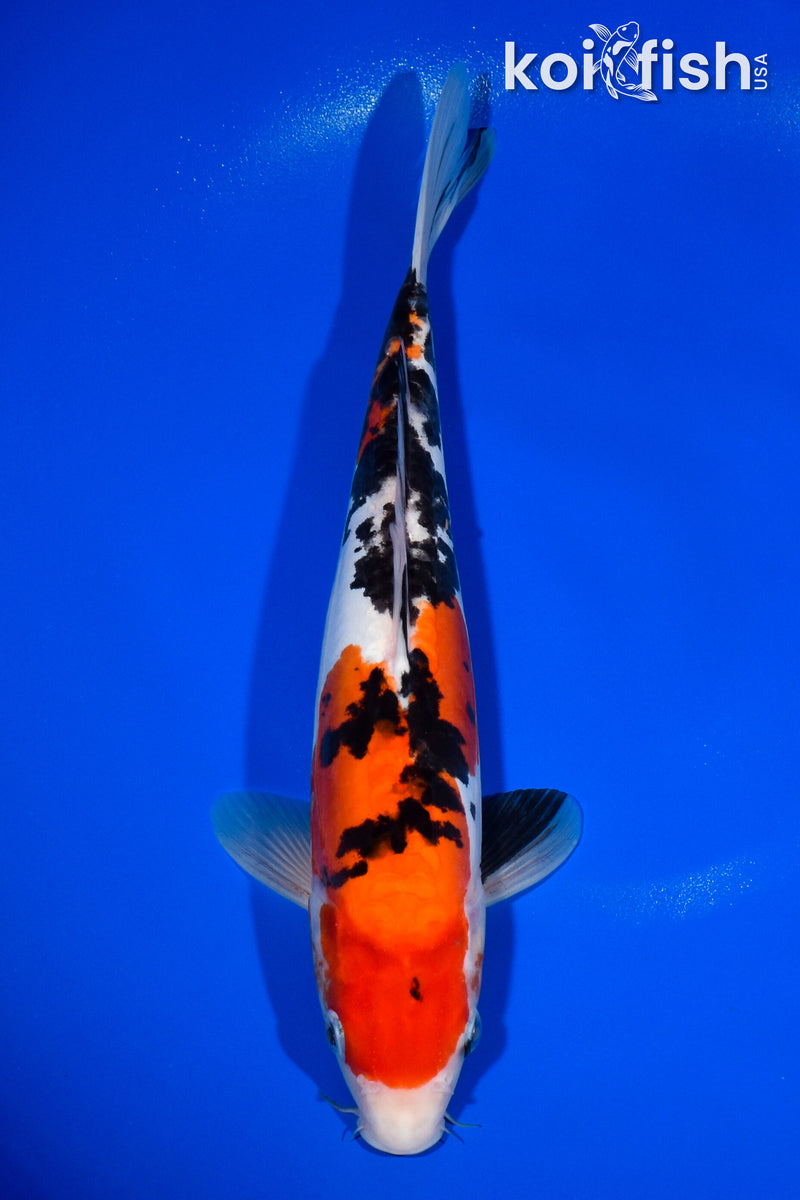 11.5" DOITSU SANKE