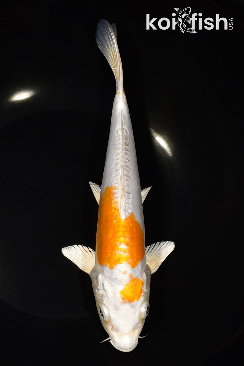 9" KIKUSUI
