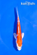 5" KIKUSUI