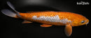 10" GINRIN METALLIC OCHIBA SHIGURE