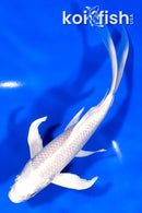 7.25" PLATINUM OGON BUTTERFLY