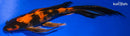 8.75" KIN HI UTSURI BUTTERFLY